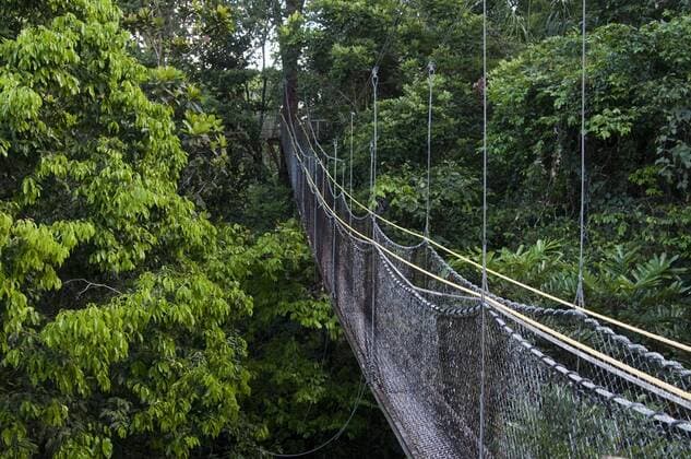 Canopy walkway at Atta Rainforest Lodge near Iwokrama, Guyana, South America Copyright: MickxBainesx&xMarenxReichelt 971-91