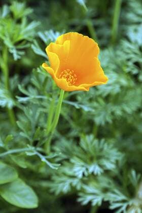 Kalifornischer Kappenmohn, Kalifornischer Kappen-Mohn, Kalifornischer Goldmohn, Kalifornischer Gold-Mohn, Schlafmuetzchen, Kalifornischer Mohn (Eschscholzia californica), bluehend, Madeira Californian poppy, California poppy, gold poppy (Eschscholzia californica), blooming, Madeira, Canico BLWS441277 Copyright: xblickwinkel E.xTeisterx