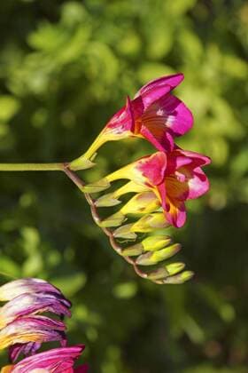 Freesie (Freesia spec.), Bluetenstand, Madeira Freesia (Freesia spec.), inflorescence, Madeira BLWS441352 Copyright: xblickwinkel E.xTeisterx