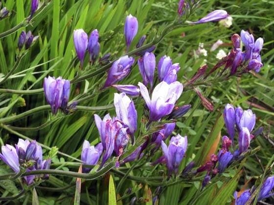 Freesie (Freesia spec.), lila Freesien, Madeira Freesia (Freesia spec.), violet Freesias, Madeira, Funchal BLWS441378 Copyright: xblickwinkel E.xTeisterx