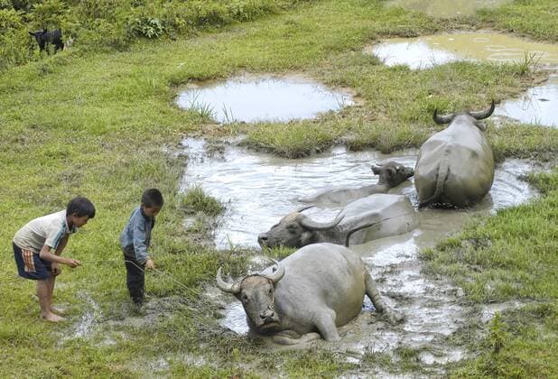 Kinder hüten mehrere Wasserbüffel im Hochland von Vietnam Junge Hirten