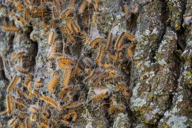 Eichenprozessionsspinner, Eichen-Prozessionsspinner (Thaumetopoea processionea), vergiftete Raupen im Gespinst, Deutschland, Bayern, Niederbayern oak processionary moth (Thaumetopoea processionea), poisened caterpillars, Germany, Bavaria, Niederbayern, Lower Bavaria BLWS441488 Copyright: xblickwinkel R.xSturmx
