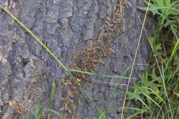 Eichenprozessionsspinner, Eichen-Prozessionsspinner (Thaumetopoea processionea), vergiftete Raupen im Gespinst am Baumstamm, Deutschland, Bayern, Niederbayern oak processionary moth (Thaumetopoea processionea), poisened caterpillars, Germany, Bavaria, Niederbayern, Lower Bavaria BLWS441492 Copyright: xblickwinkel R.xSturmx