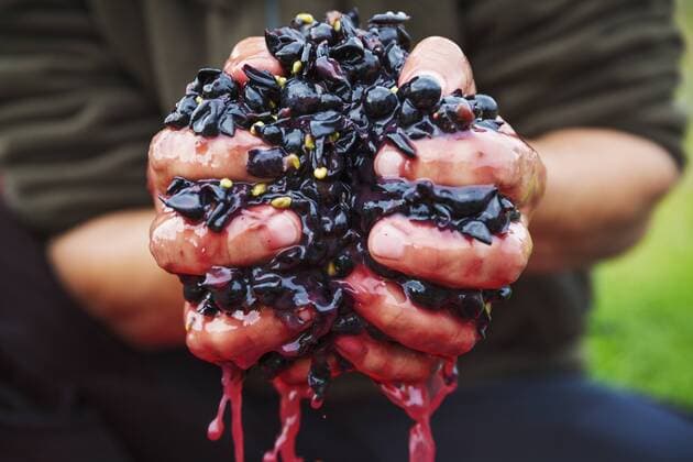 A man with a handful of fresh crushed red grapes. A man with a handful of fresh crushed red grapes.  26212