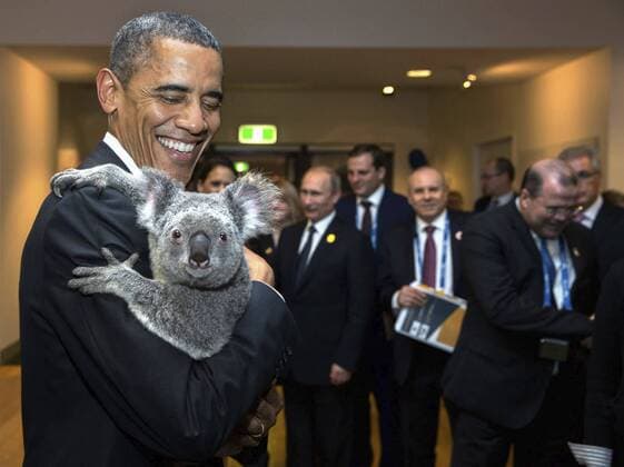 Nov. 15, 2014 - Brisbane, Queensland, Australia - US President Barack Obama holds Jimbelung the koala bear before the start of the G20 Leaders Summit November 15, 2014 in Brisbane, Australia. . Barack Hussein Obama II (born August 4, 1961) is the 44th President of the United States. He is the first African American to be elected to office and the first president born outside the contiguous United States. Born in Honolulu, Hawaii, Obama is a graduate of Columbia University and Harvard Law School. He worked as a civil rights attorney and taught constitutional law at the University of Chicago Law School from 1992 to 2004. While serving three terms representing the 13th District in the Illinois Senate from 1997 to 2004, he ran unsuccessfully in the Democratic primary for the United States House of Representatives in 2000. Brisbane Australia - ZUMAz03_ 20141115_shx_z03_277