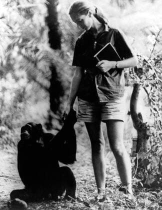 IMAGO ICONS: Jane Goodall Die britische Verhaltensforscherin Jane Goodall bei ihren Schimpansen. British behaviour scientist Jane Goodall researching with chimpanzees. Copyright: IFTN UnitedArchives09662