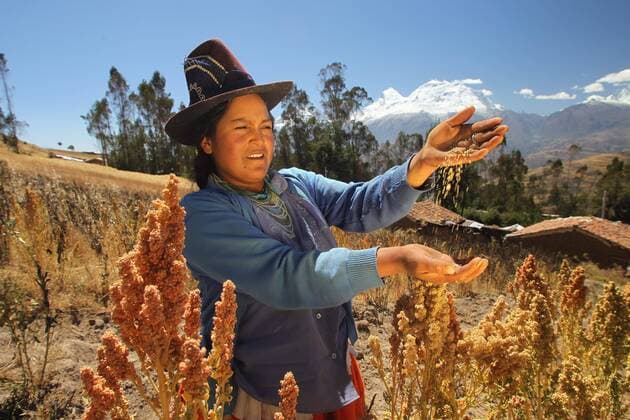 IMAGO Nature: Unsere Erde, Klimawandel, Ernährung, Pflanzen der Zukunft, Quinoa July 24, 2012 - Ancash, Peru - Quinoa Ernte . - ZUMAp94_ 20120724_zaf_p94_030
