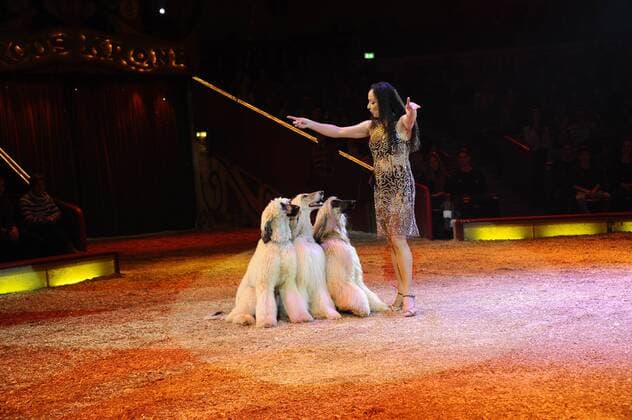 Show 1. Winterpremiere von Zirkus Krone Manege Krone-Haupthaus München 25. Dezember 2016