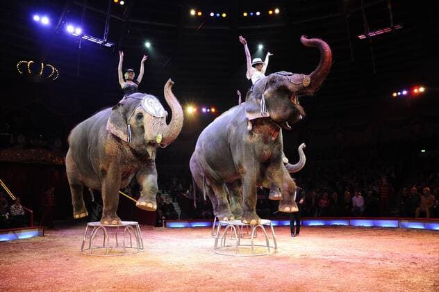 Themen der Woche Bilder des Tages Show Elefanten 1. Winterpremiere von Zirkus Krone Manege Krone-Haupthaus München 25. Dezember 2016