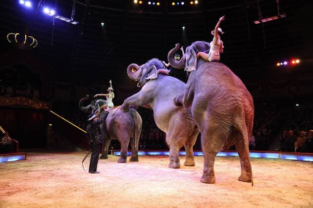 Show Elefanten 1. Winterpremiere von Zirkus Krone Manege Krone-Haupthaus München 25. Dezember 2016