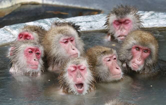 Themen der Woche Bilder des Tages Badende Makaken in Hokkaido, Japan Monkeys take bath at open-air spa Japanese monkeys are taking a bath at an open-air spa on Dec. 26, 2016, at the Hakodate Tropical Botanical Garden in Hakodate on Japan s northernmost main island of Hokkaido, as the year of the monkey in the Chinese astrological calendar draws to a close. 