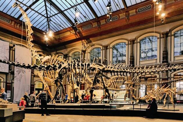 Berlin Mitte, Naturkundemuseum an der Invalidenstraße, Saal mit Dinosaurier Naturkundemuseum