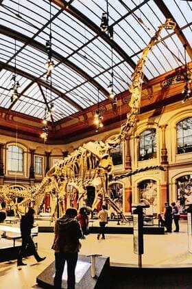 Berlin Mitte, Naturkundemuseum an der Invalidenstraße, Saal mit Dinosaurier Naturkundemuseum