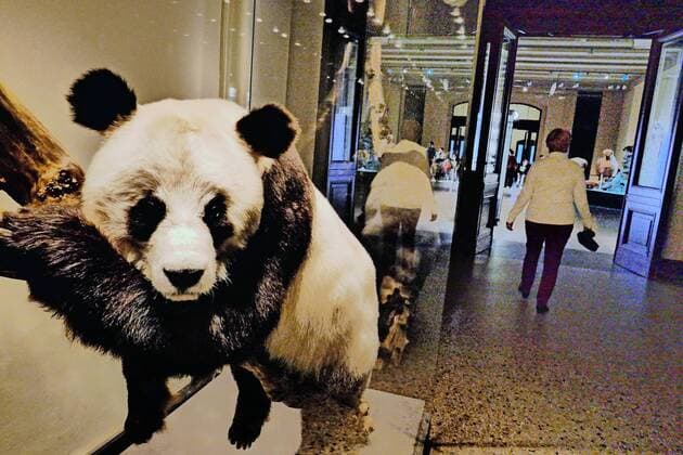 Berlin Mitte, Naturkundemuseum an der Invalidenstraße, Tierpräparate: Panda Bao Bao Naturkundemuseum