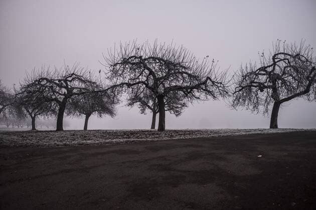 Winterlandschaft im Nebel