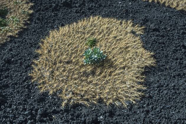 Ätna-Tragant (Astragalus siculus), endemisch, Pionierpflanze auf Lavafeld von 1928, Vulkan Ätna, Nordostflanke, 2100 Höhenmeter, Sizilien, Italien, Europa Copyright: imageBROKER/HaraldxWenzel-Orf ibxhwo04431939.jpg