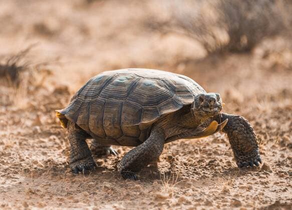  Kalifornische Gopherschildkröte (Gopherus agassizii) läuft durch trockenes Gelände, Valley of Fire State Park, Mojave Wüste, Nevada, USA, Nordamerika Copyright: imageBROKER/MaraxBrandl ibxmab04430844.jpg