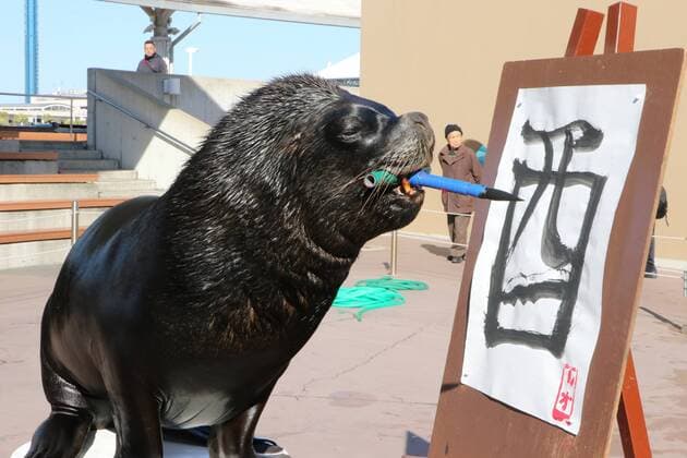 Malender Seelöwe im Hakkeijima Sea Paradise Aquarium in Yokohama January 3, 2017, Tokyo, Japan - 15-year-old male sea lion Leo writes the word Rooster in Chinese character as part of a New Year s attraction at the Hakkeijima Sea Paradise aquarium in Yokohama on Tuesday, January 3, 2017. Leo wrote Rooster to celebrate the Year of Rooster of Chinese zodiac.  (lwxa007249)