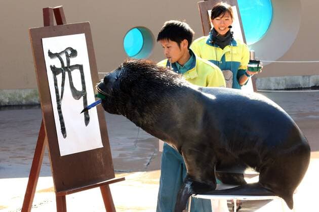 Malender Seelöwe im Hakkeijima Sea Paradise Aquarium in Yokohama January 3, 2017, Tokyo, Japan - 15-year-old male sea lion Leo writes the word Rooster in Chinese character as part of a New Year s attraction at the Hakkeijima Sea Paradise aquarium in Yokohama on Tuesday, January 3, 2017. Leo wrote Rooster to celebrate the Year of Rooster of Chinese zodiac.  (lwxa007250)
