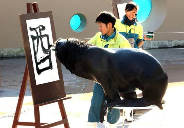 Malender Seelöwe im Hakkeijima Sea Paradise Aquarium in Yokohama January 3, 2017, Tokyo, Japan - 15-year-old male sea lion Leo writes the word Rooster in Chinese character as part of a New Year s attraction at the Hakkeijima Sea Paradise aquarium in Yokohama on Tuesday, January 3, 2017. Leo wrote Rooster to celebrate the Year of Rooster of Chinese zodiac.  (lwxa007251)
