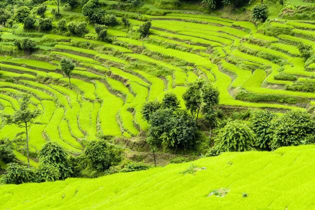  Landwirtschaftliche Landschaft, grüne Terrasse Reisfelder, Ober Marsyangdi Tal, Bahundanda, Lamjung, Nepal, Asien Copyright: imageBROKER/FrankxBienewald iblfbd04447978.jpg