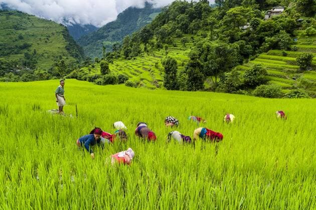  Landwirtschaft, Reis Anbau Landwirtschaftliche Landschaft, Frauen in der grünen Terrasse Reisfelder arbeiten, in Ober Marsyangdi Tal, Bahundanda, Lamjung, Nepal, Asien Copyright: imageBROKER/FrankxBienewald iblfbd04447984.jpg