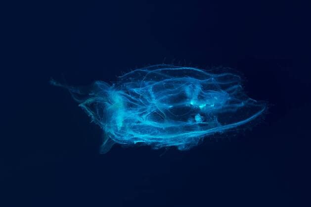 November 9, 2016 - Red Sea, Egypt - Box jellyfish Warty sea wasp, (Tamoya gargantua) on blue background, Red sea, Sharm El Sheikh, Sinai Peninsula, Egypt Red Sea Egypt - ZUMAn281 20161109_zap_n281_038