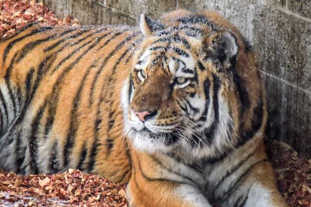 January 9, 2017 - Minneapolis, MN, USA - Many animals, including this Siberian tiger, at the Como Park Zoo are very comfortable in the falling snow and cold temperatures on Monday, Jan. 9, 2017. Minneapolis USA - ZUMAm67_ 20170109_zaf_m67_007