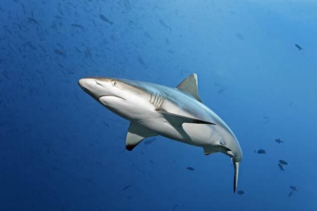 Grauhai (Carcharhinus amblyrhynchos), schwimmt durch Schwarm Rotzahndrücker Fisch (Odonus niger), Lhaviyani Atoll, Malediven, Asien Copyright: imageBROKER/NorbertxProbst ibxnpr04454387.jpg