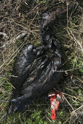 Nov 12, 2007 - Berkeley, California, USA - A dead duck lays on the shore in Berkeley covered in oil from the Cosco Busan oil spill. Oil coat birds feathers, making it difficult for them to stay warm and eat. In addition to being smothered by oil, aquatic organisms are also exposed to a range of toxic chemicals, including chemicals that are known to cause cancer. The cargo ship Cosco Busan, a Hanjin ship, hit one of the Bay Bridge towers in San Francisco, Calif., on Wednesday morning Nov. 7, 2007. The ship was damaged and spilled about 58,000 gallons of thick black heavy bunker oil into the bay. According to the US Coast Guard nearly 60 ships and hundreds of people have been helping the clean-up operation. The spill is the largest in the San Francisco Bay area since 10,000 gallons of fuel leaked from a ship undergoing repairs in 1996. - ZUMAw49_ 20071112_cob_w49_155