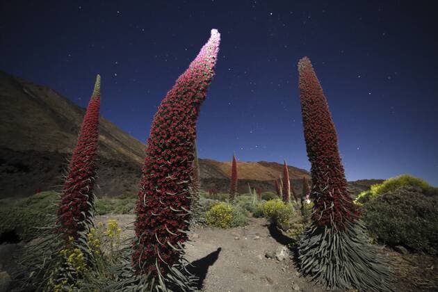 Spain, Canary Islands, Tenerife, Teide National Park, Mount Teide, Echium Wildpretii at night  DSGF01395