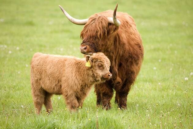 Schottische Hochlandrinder (Bos taurus), Mutter mit Kalb auf einer Weide, Schottland, Großbritannien, Europa Copyright: imageBROKER/GiselaxRentsch iblgir04469557.jpg