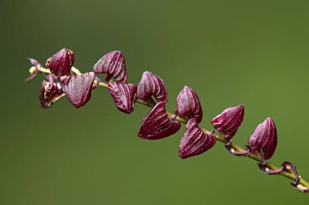 Neotropische Miniaturorchidee Stelis spec., (Orchidaceae), Tapichalaca Naturschutzgebiet, Anden Nebelregenwald, Östliches Anden Vorgebirge, Ecuador, Südamerika Copyright: imageBROKER/GuenterxFischer ibxgva04470818.jpg