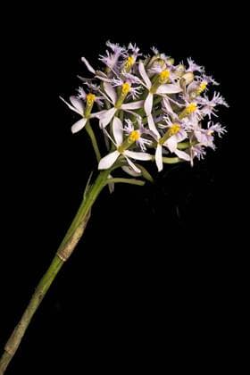 Neotropische Orchidee Epidendrum spec., (Orchidaceae), Tapichalaca Naturschutzgebiet, Anden Nebelregenwald, Östliches Anden Vorgebirge, Ecuador, Südamerika Copyright: imageBROKER/GuenterxFischer ibxgva04470819.jpg