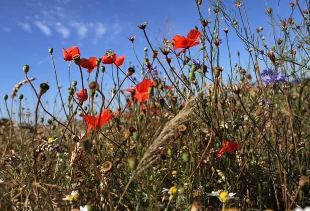 01.08.2015, Neustadt (Dosse), Brandenburg, Deutschland - Klatschmohn, Kornblumen und Kamille auf einer Wiese. 00S150805D803.JPG MODEL RELEASE: NOT APPLICABLE, PROPERTY RELEASE: NO MR:Y