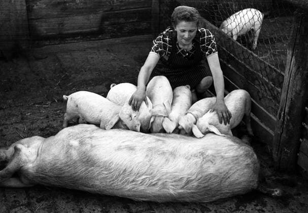 31.05.1950, Dresden, Bezirk Dresden, Deutsche Demokratische Republik (DDR) - Frau im VEG Tierzucht Pillnitz legt die Ferkel zum Saugen an die Muttersau. (QF, europäisch, Säugen, säugend, Bäuerin) 00S500531A002.JPG MODEL RELEASE: NO, PROPERTY RELEASE: NO MR:N