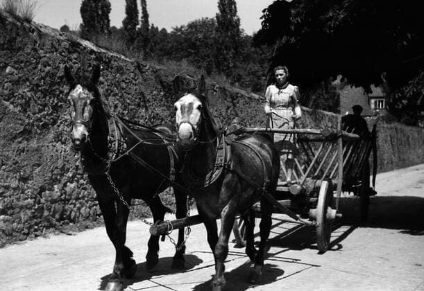 31.05.1950, Dresden, Bezirk Dresden, Deutsche Demokratische Republik (DDR) - Frau im VEG Tierzucht Pillnitz lenkt einen von Pferden gezogenen Erntewagen. (QF, europäisch, Kaltblüter) 00S500531A045.JPG MODEL RELEASE: NO, PROPERTY RELEASE: NO MR:N