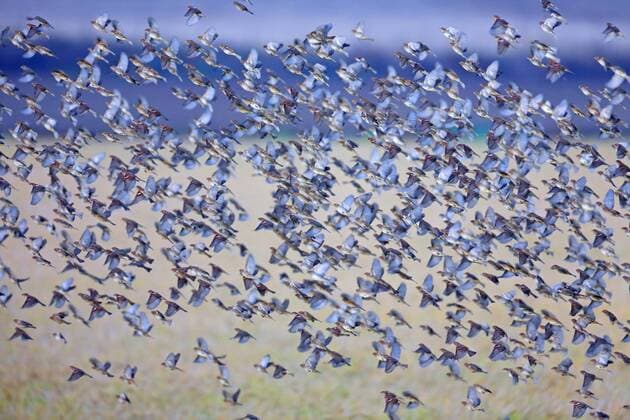 Weidensperling, Weiden-Sperling (Passer hispaniolensis), Schwarm fliegt aus Reisfeld, Spanien, Andalusien Spanish sparrow (Passer hispaniolensis), flock flying up from a paddy field, Spain, Andalusia BLWS443603 Copyright: xblickwinkel M.xWoikex