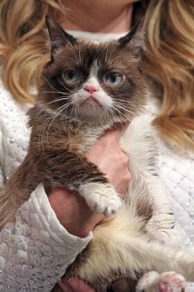 Grumpy Cat bei der Opel Kalender Vernissage Georgia & Grumpy - Not impressed by Wonderland im Kraftwerk Berlin. Berlin, 01.02.2017 Foto:xS.xSchrapsx xFuturexImage