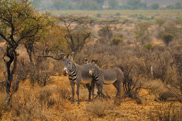 Grevy-Zebra, Grevyzebra (Equus grevyi), Stute mit Fohlen, Kenia, Samburu National Reserve Grevys zebra (Equus grevyi), mare with foal, Kenya, Samburu National Reserve BLWS444516 Copyright: xblickwinkel S.xMeyersx