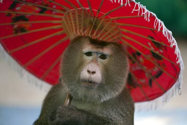 Nördlicher Schweinsaffe (Macaca leonina) mit Sonnenschirm in Touristenshow, captive, Phuket, Thailand, Asien Copyright: imageBROKER/christianxzappel ibxcza04478264.jpg