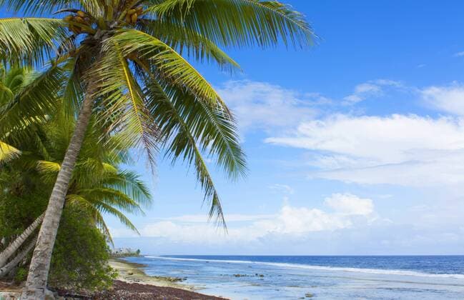 Kokospalme, Kokosnusspalme, Kokosnuss-Palme (Cocos nucifera), Marshallinseln, Majuro coconut palm (Cocos nucifera), Marshall Islands beach with palm trees and ocean romantic scene, Marshall Islands, Majuro BLWS444629 Copyright: xblickwinkel McPHOTO B.xBachmannx