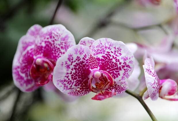 February 5, 2017 - Huaying, Huaying, China - Huaying, CHINA-February 5 2017: (EDITORIAL USE ONLY. CHINA OUT) ..Phalenopsis Orchids blossom in Huaying, southwest China s Sichuan Province, February 5th, 2017. Phalenopsis Orchid, also known as moth orchid, is one of the most easy-to-grow flowers. Huaying China  - ZUMAs145 20170205_zaa_s145_145 Copyright: xQiuxHaiyingx