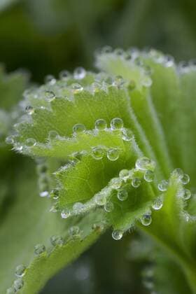 Weicher Frauenmantel (Alchemilla mollis), Blaetter mit Guttationstropfen, Deutschland lady s mantle (Alchemilla mollis), leaves with guttation, Germany BLWS445476 Copyright: xblickwinkel F.xHeckerx