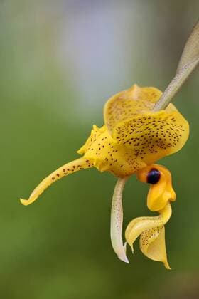 IMAGO Nature: Unsere Erde: Pflanzenwelt: Gepunktete Pflanzen Stanhopea (Stanhopea wardii), Bluete Stanhopea (Stanhopea wardii), flower BLWS445668 Copyright: xblickwinkel C.xStennerx