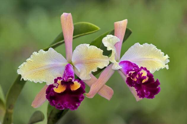 Cattleya, Edgard Van Belle (Cattleya Edgard Van Belle, Cattleya Edgard Van Belle ), Blueten des Sorte Edgard Van Belle cattleya orchid (Cattleya Edgard Van Belle, Cattleya Edgard Van Belle ), flowers of cultivar Edgard Van Belle , Germany, North Rhine-Westphalia, Hagen-Hohenlimburg, Hagen-Hohenlimburg BLWS445669 Copyright: xblickwinkel C.xStennerx