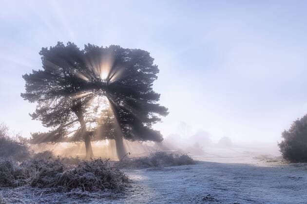 a tree in the fog on a frosty morning in Wilverley, New Forest, Hampshire, England, UK