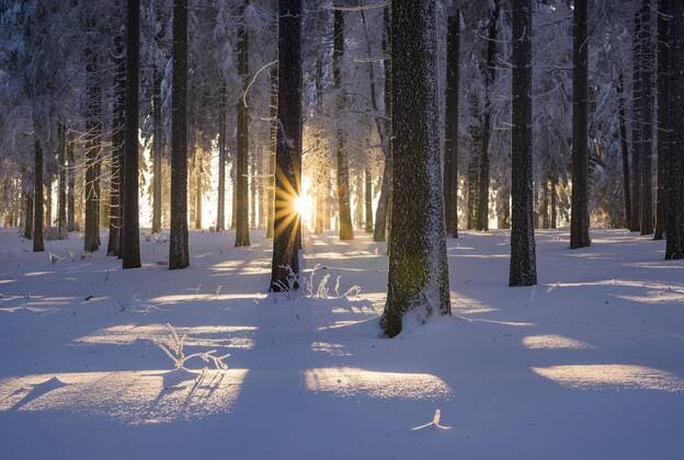 Verschneiter Fichtenwald (Picea abies) bei Sonnenuntergang, Thüringer Wald, Thüringen, Deutschland, Europa Copyright: imageBROKER/FrankxSommariva ibxfso04485846.jpg