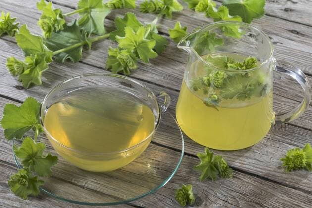 Weicher Frauenmantel (Alchemilla mollis), selbstgemachter Frauenmanteltee, Tee aus den Blaettern und Blueten von Frauenmantel, Deutschland ladys mantle (Alchemilla mollis), selfmade tea from leaves and flowers of lady s mantle, Germany BLWS445798 Copyright: xblickwinkel F.xHeckerx