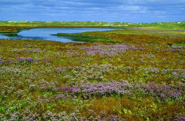 Strandflieder, Strand-Flieder (Limonium vulgare), bluehend in Salzwiesen auf Norderney, Deutschland, Niedersachsen, Norderney common sea-lavender, mediterranean sea-lavender (Limonium vulgare), salt meadows on Norderney, Germany, Lower Saxony, Norderney BLWS445877 Copyright: xblickwinkel F.xHeckerx